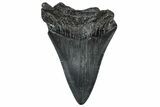 Bargain, Fossil Megalodon Tooth - South Carolina #300130-1